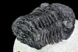 Bargain, Pedinopariops Trilobite - Mrakib, Morocco #110681-5